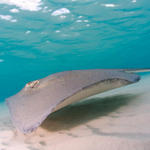 Cayman-Stingray-City_0439