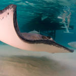 Cayman-Stingray-City_0440