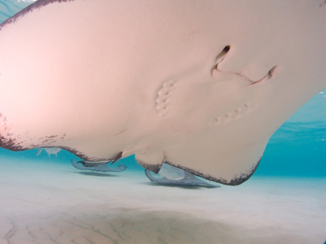 Cayman-Stingray-City_0441