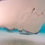 Cayman-Stingray-City_0441