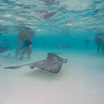 Sting Ray City, Grand Cayman