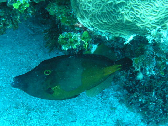 cozfishfilefish.jpg