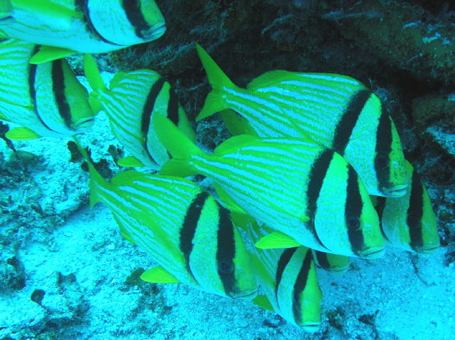 cozfishporkfish.jpg