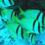 cozfishporkfish.jpg