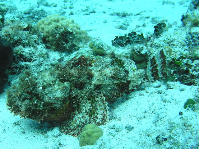 cozfishscorpionfish.jpg