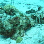 cozfishscorpionfish.jpg