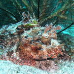 cozfishscorpionfish1.jpg