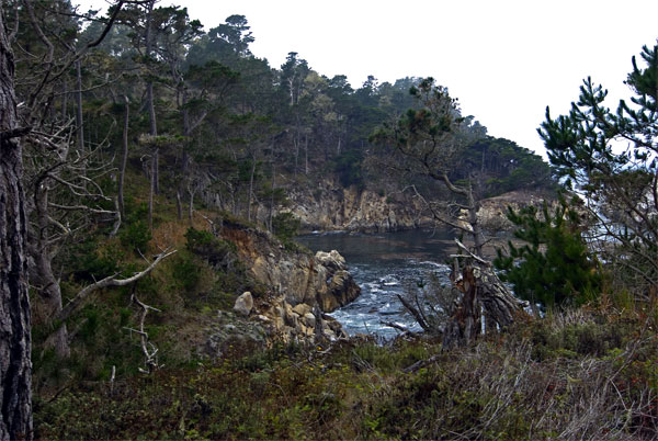 Pt-Lobos-Topside119_edited-