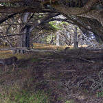 Pt-Lobos-Topside158_edited-