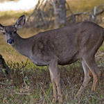 Pt-Lobos-Topside162_edited-