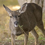 Pt-Lobos-Topside167_edited-