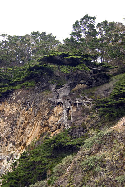 Pt-Lobos-Topside208_edited-