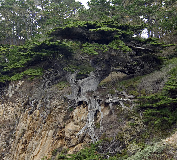 Pt-Lobos-Topside209_edited-