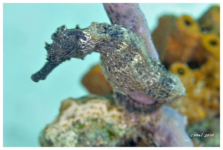 Something Special Seahorse