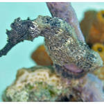 Something Special Seahorse