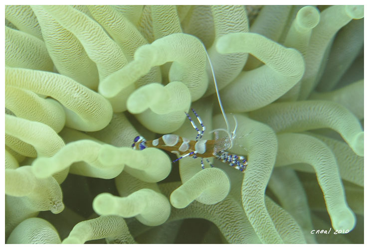 Anemone Shrimp