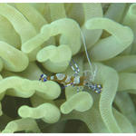 Anemone Shrimp