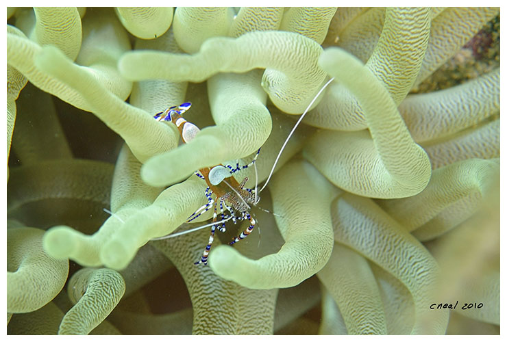 Spotted Cleaner Shrimp