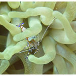 Spotted Cleaner Shrimp