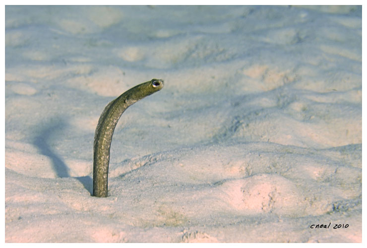 Garden Eel