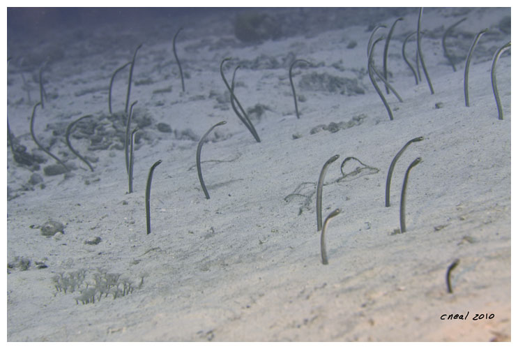 Garden Eels