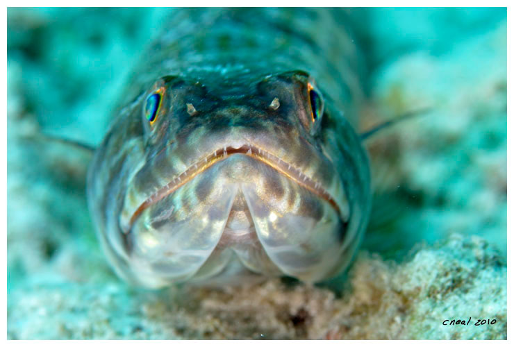 Lizard Fish Portrait