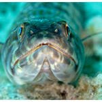 Lizard Fish Portrait