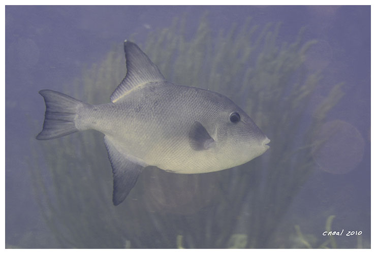 Ocean Triggerfish