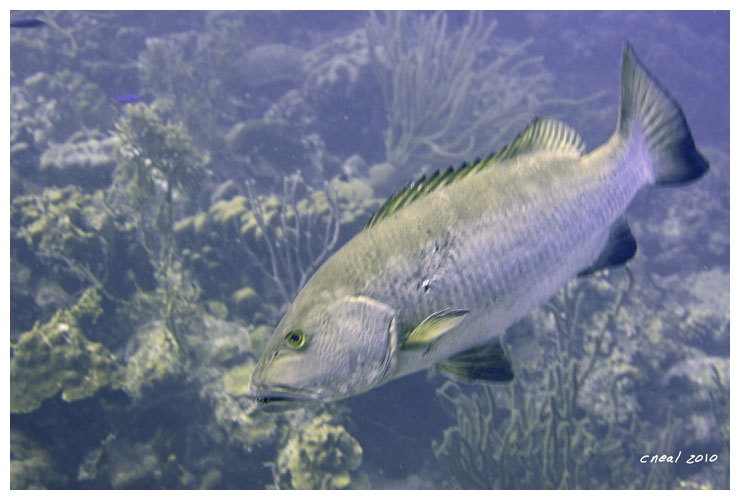 Tiger Grouper