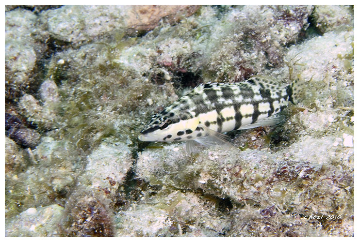 Palehead Blenny