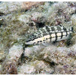 Palehead Blenny