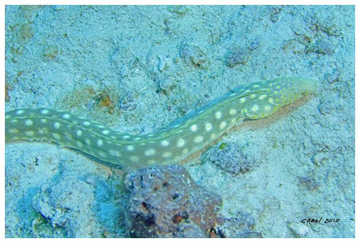 Sharptail Eel