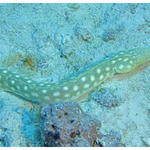 Sharptail Eel