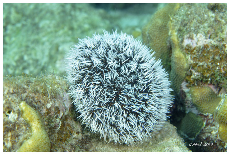 West Indian Sea Egg