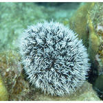 West Indian Sea Egg