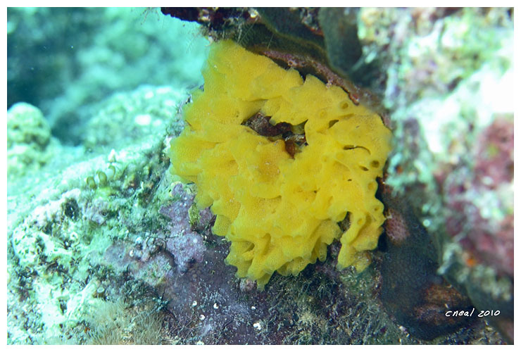 Yellow Calcareous Sponge