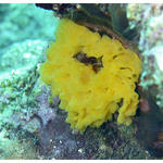 Yellow Calcareous Sponge