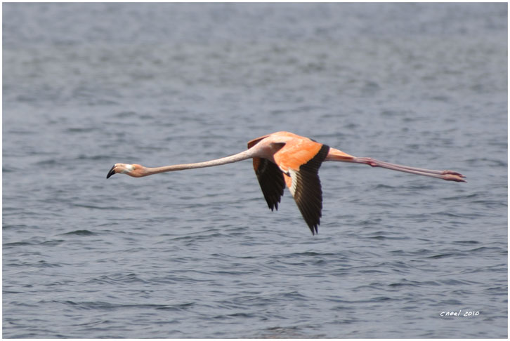Flamingo Flight
