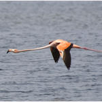 Flamingo Flight