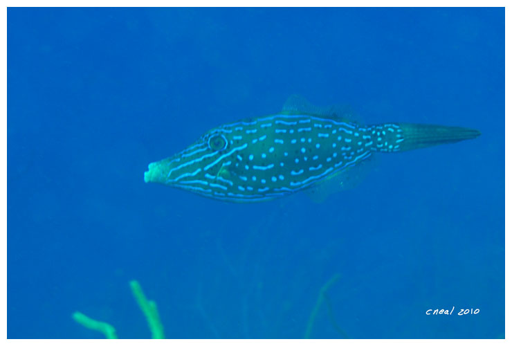 Bonaire Scrawled Filefish