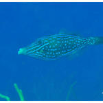 Bonaire Scrawled Filefish