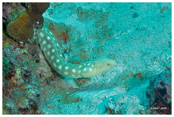 Sharptail Eel 2