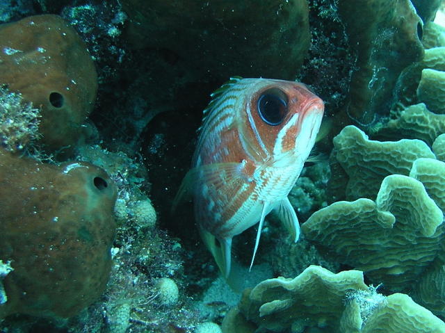 cozfishsquirrelfish.jpg