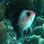 cozfishsquirrelfish.jpg