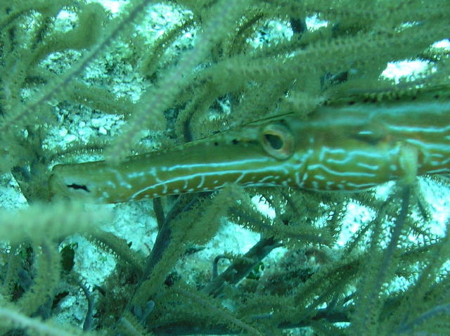 cozfishtrumpetfish.jpg