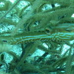 cozfishtrumpetfish.jpg