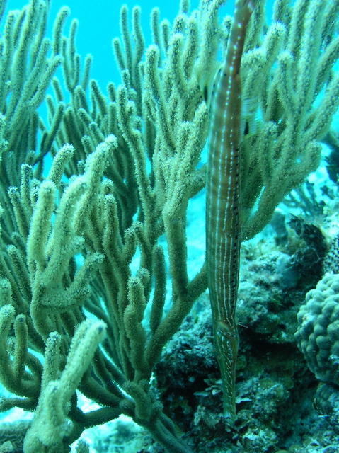 cozfishtrumpetfish1.jpg