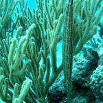 cozfishtrumpetfish1.jpg