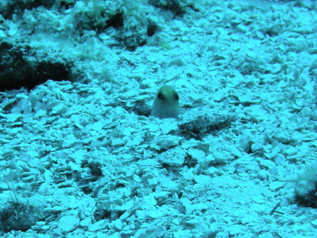 cozjawfish.jpg