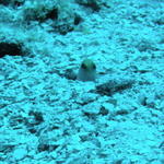 cozjawfish.jpg